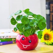 Copper flower hydroponic plant indoor potted flower money grass office green plant water raising leaf plant bonsai