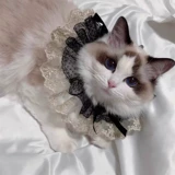 Милый черный слюнявчик, шарф, цветочный принт