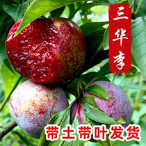 Li Zishu Miao Zhengzong grafting Qian Tzu Princess of Sanhua Li Miao Bee Sugar Li Early Cooked Mei Li Nan Northern Potted Plant