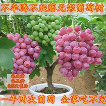 Potted plants not climbing the vine Sapphire Saplings of the year results Four Seasons South Northern Planted Fruit Seedlings