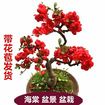 (with flower buds) Haitang flower potted sea-tang trees Miao-colored four-season sea-tang bonsai indoor and outdoor flower green plant