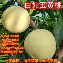 Graft of peach saplings new varieties of large yellow peach saplings in the south and north to plant potted plants for planting fruit trees