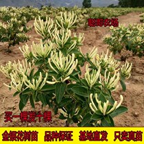 Honeysuckle Tree Fry All Season of Honeysuckle North Flower 1 Potted plant Lazy Han Climbing Vine plant Courtyard Bonsai Flowers