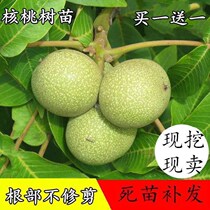 Walnut sapling ground planted patio thin skin 8518 American walnut paper peel back then results South to grow fruit trees Miao