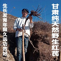 Chinese herbal medicine of Chinese Hongqi pure natural wild red stilbene sheet 500 gr Tgrade without sulphur and root grinding powder