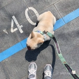 Серый кремовый прилив бренд бренд плюшевая снегопадка