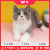 British short blue white cat cat live animal purebred kitty cat cat pet cat can go to the shop short hair cat