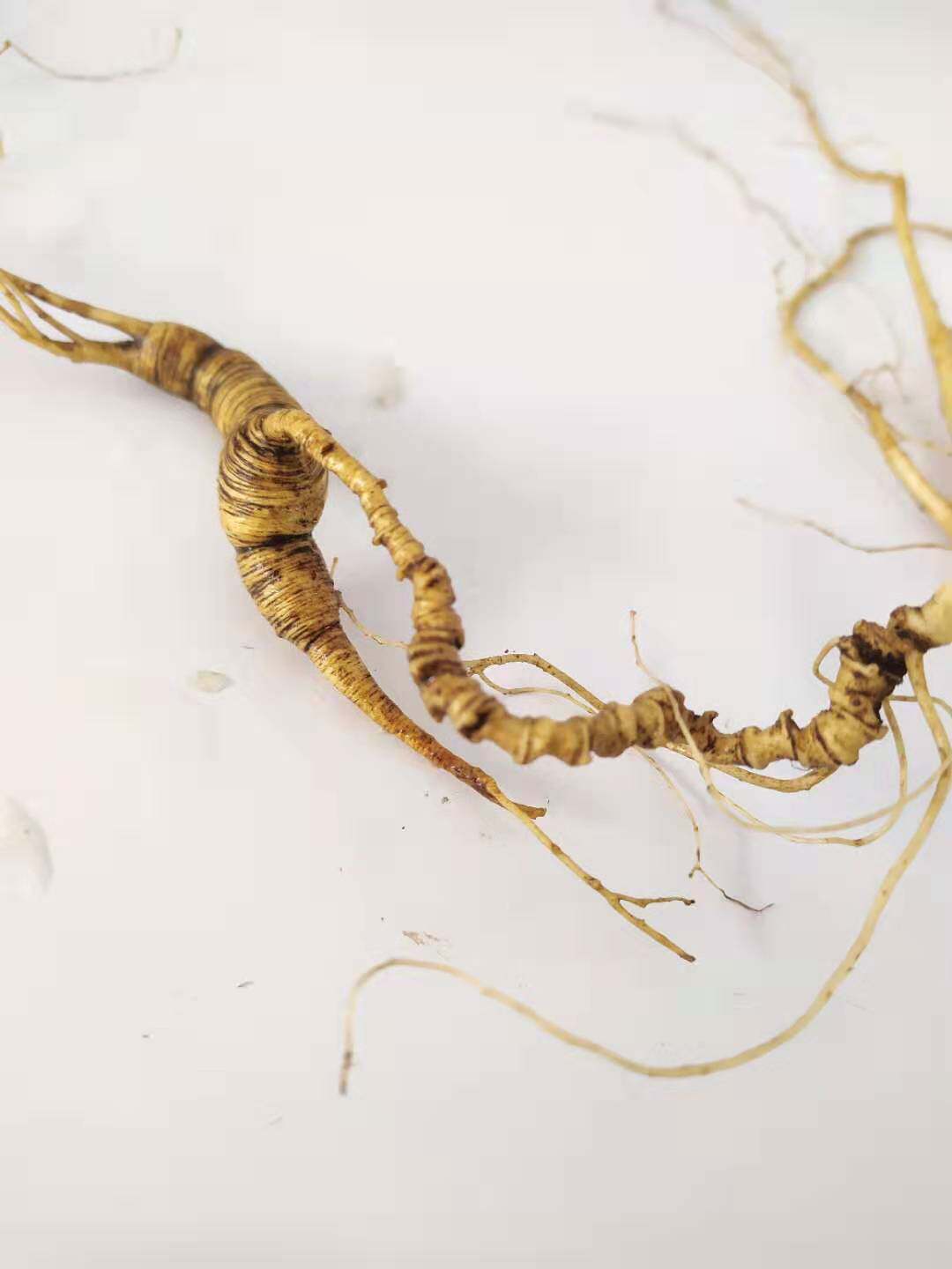 Wild ginseng wool seed pure wild mountain ginseng Fresh ginseng small pure goods 30 years 40 50 years 40 years 40 years 