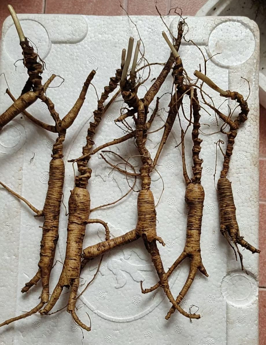 Put mountain goods old pool bottom ginseng 20 years old pool bottom 30 years old pool bottom 40 years small pool bottom seed pool bottom seed ginseng seedling leak
