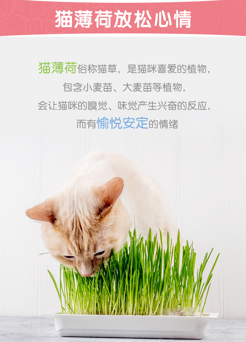 Cather của Mead, viên bạc hà, 120 viên, bạc hà, men tiêu hóa vitamin, làm dịu cơn thèm ăn - Cat / Dog Health bổ sung sữa bột cho chó con