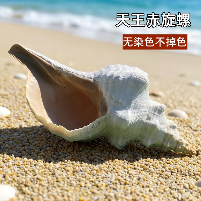 Natural Extra-Large Conch Shell, King Red Spiral Conch Shell, Conch Ornament, Decoration, Undyed, Non-Fading, Collectible Natural Extra-Large Conch Shell, King Red Spiral Conch Shell, Conch Ornament, Decoration, Undyed, Non-Fading, Collectible