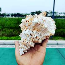 Super big real conch extra large ornaments natural fish tank landscaping right-handed conch horn can blow toys giant accessories