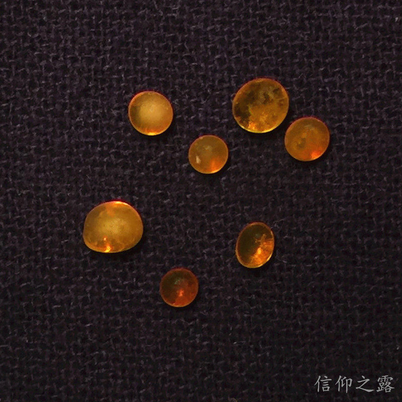 Shiga orange yellow N sturdy 3-5mm large sheryl Tagau box supplies