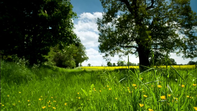 【实拍视频】乡村草地实拍实拍素材-PoseAe-PoseAe