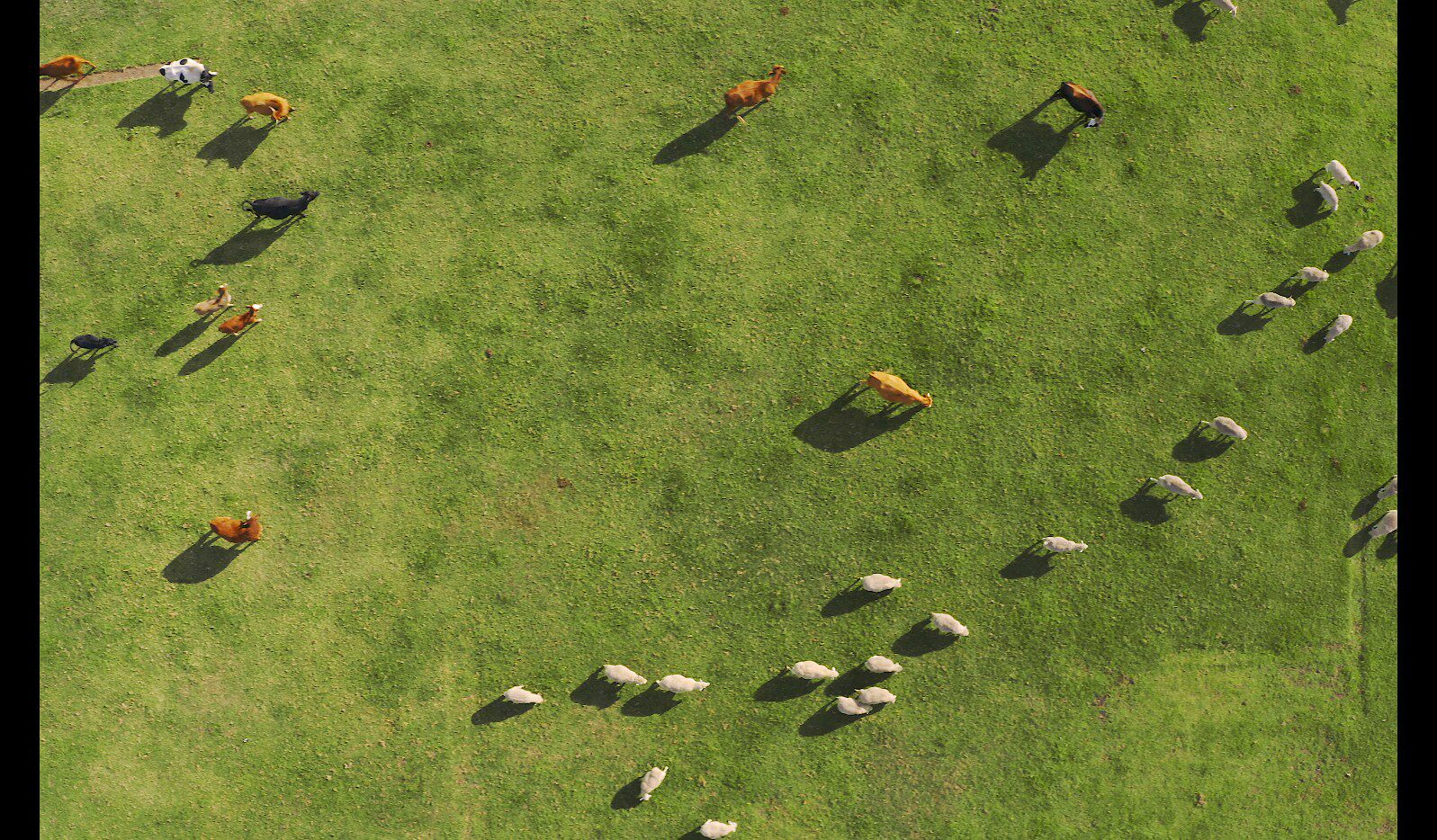 【实拍视频】牛羊航拍素材-PoseAe