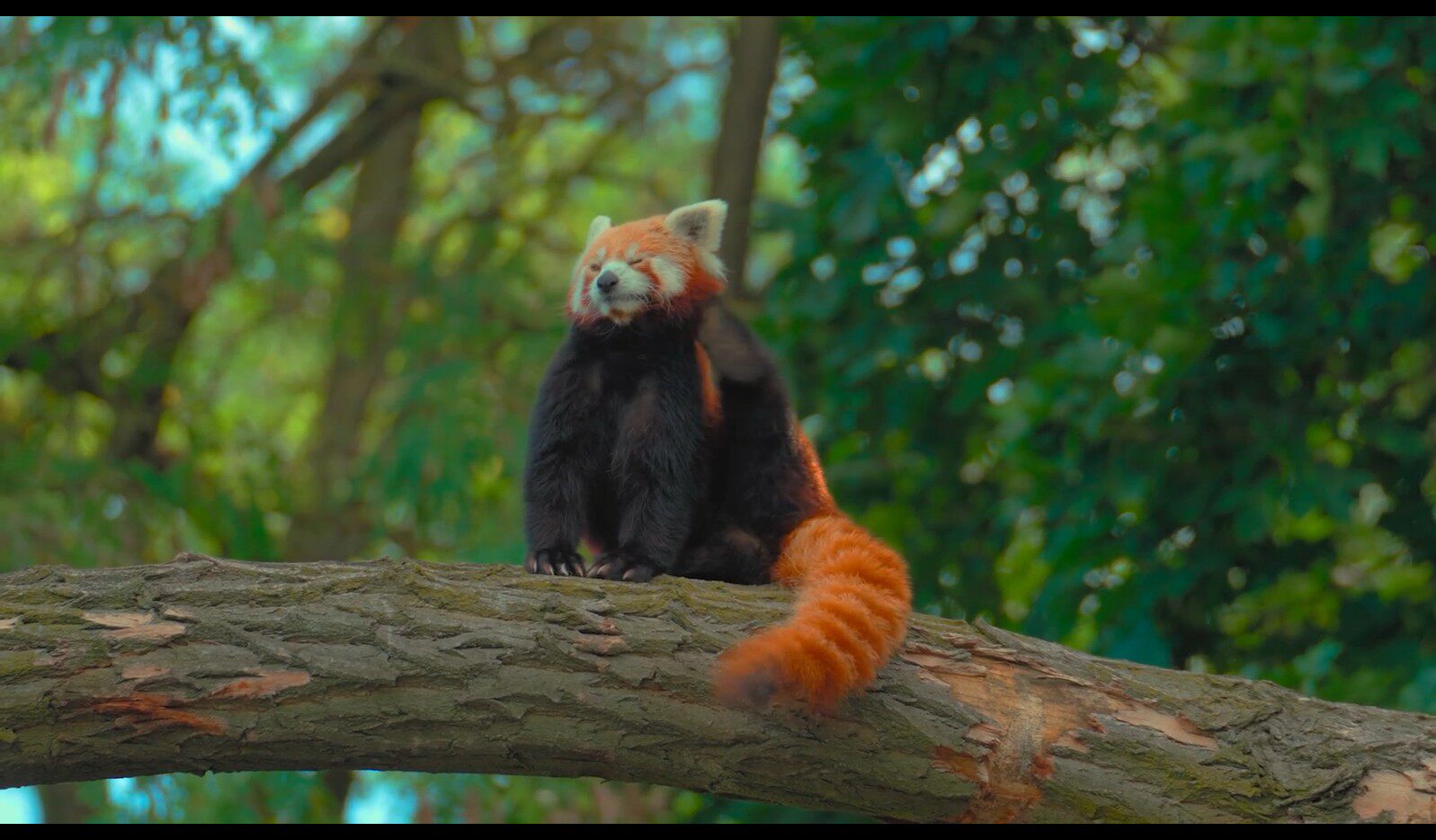 【实拍视频】小熊猫实拍视频-PoseAe