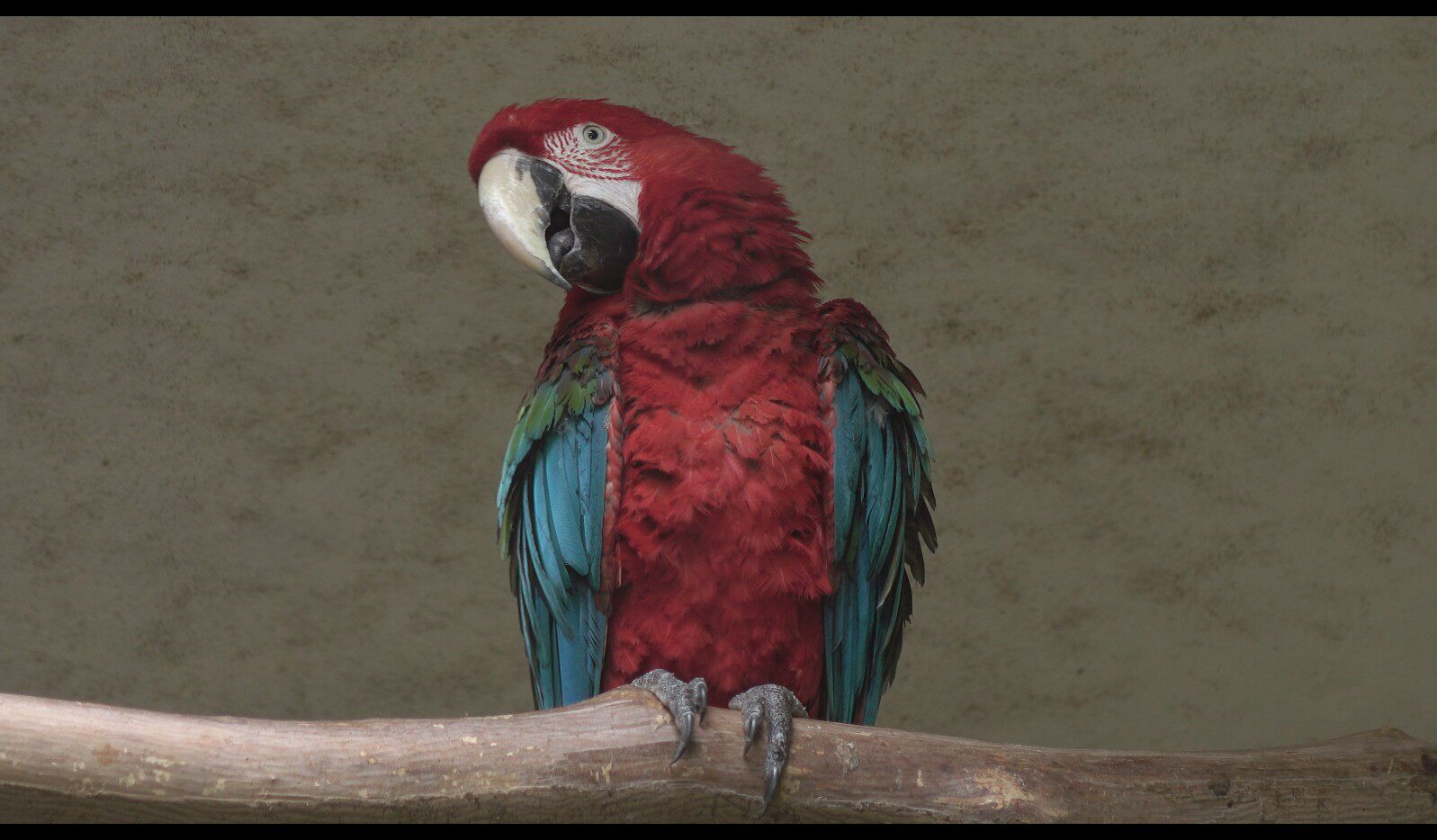 【实拍视频】金刚鹦鹉视频素材-PoseAe