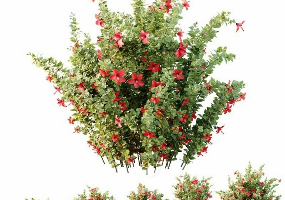 图片[1]-【3D模型】红花灌木 3D 模型-PoseAe视频创意库