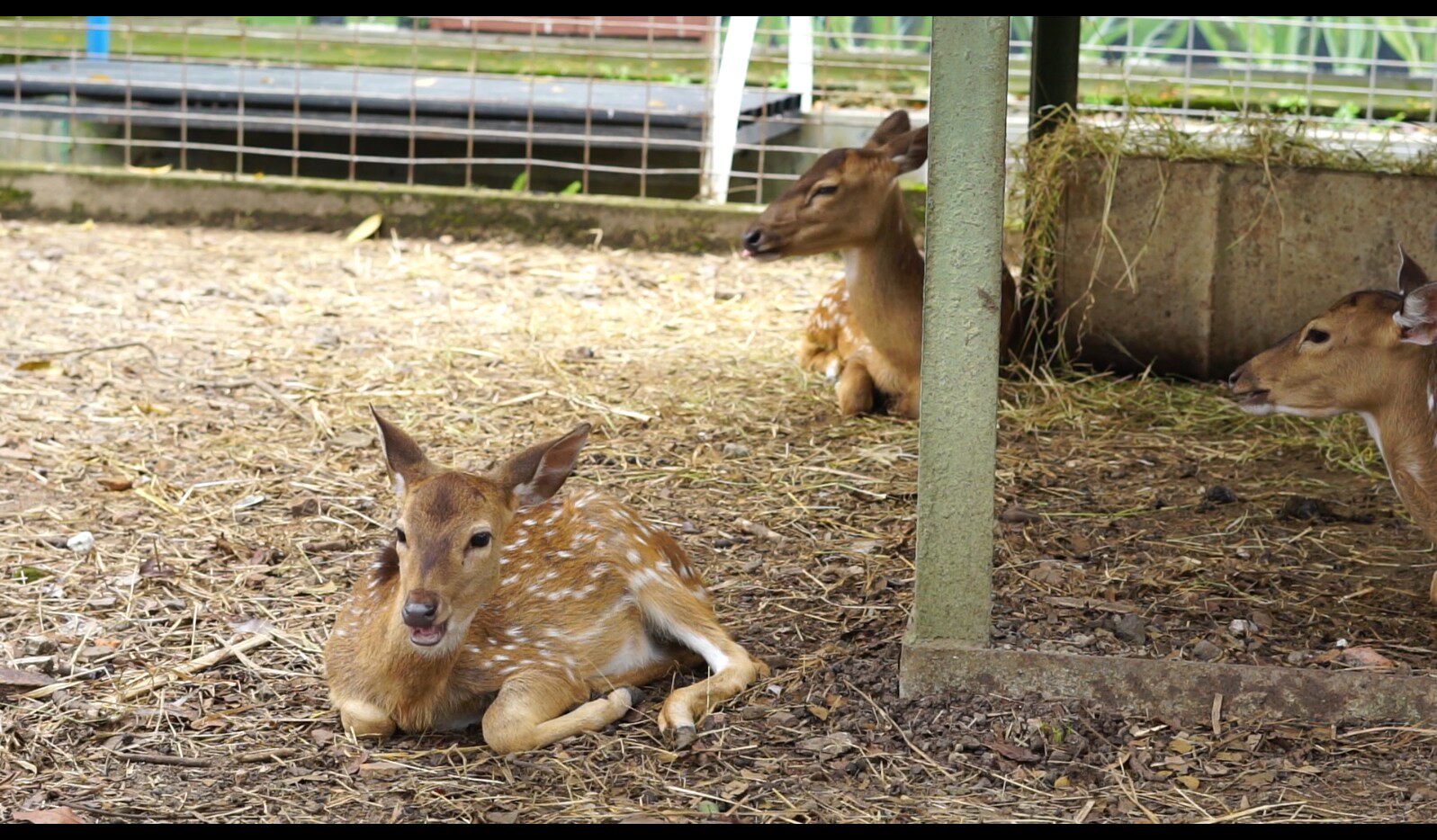 【实拍视频】动物园梅花鹿实拍素材-PoseAe