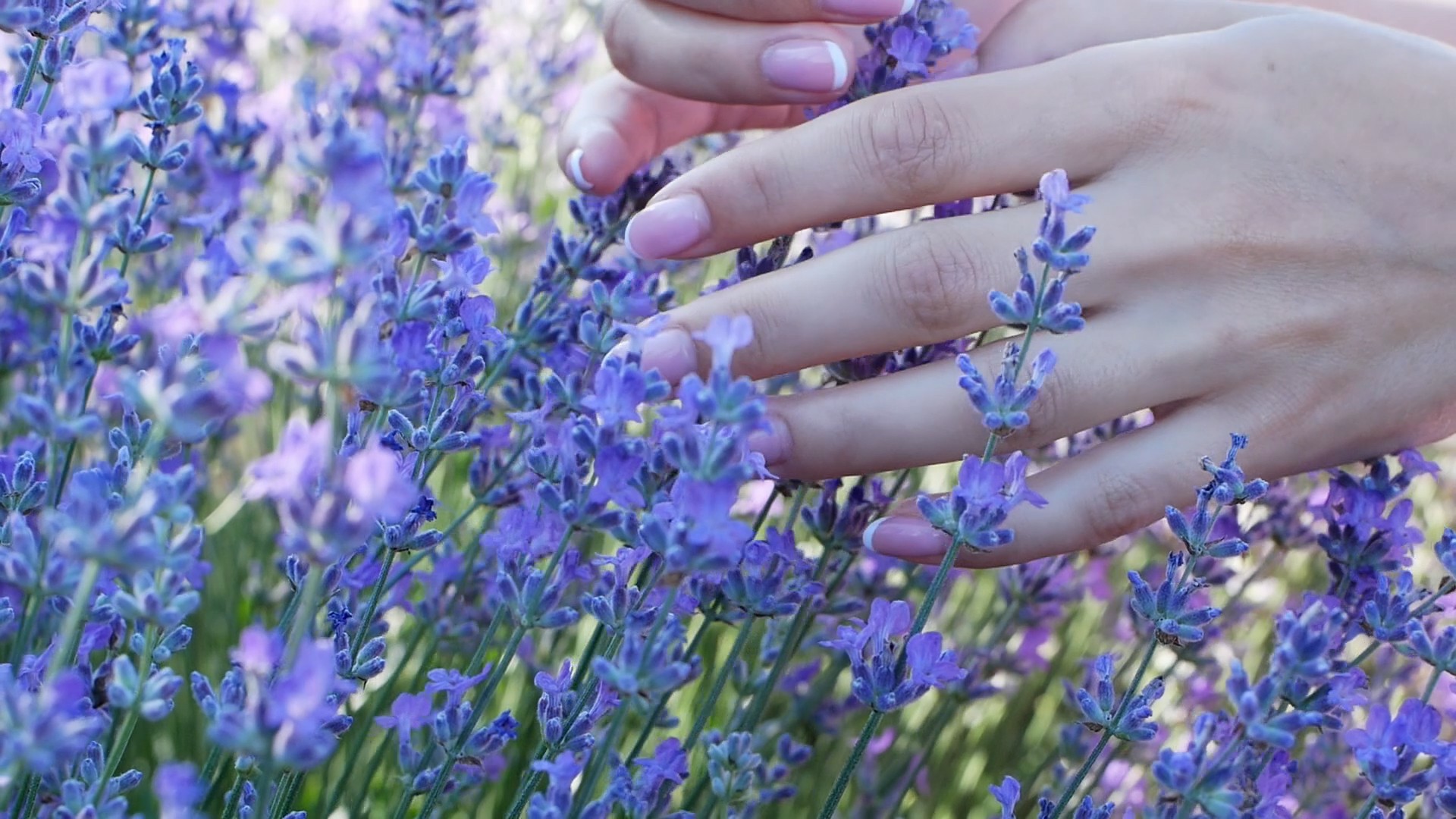 【实拍视频】手抚摸薰衣草特写-PoseAe