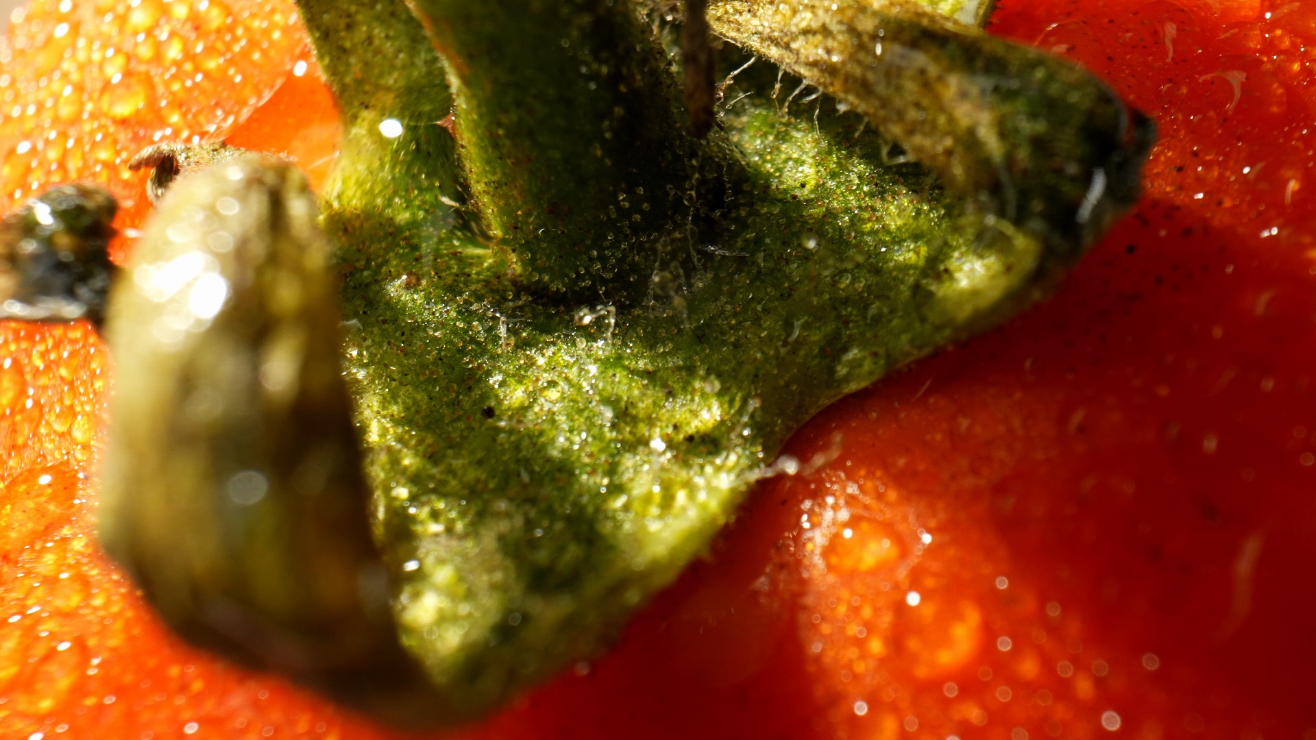 【实拍视频】西红柿微距拍摄02-PoseAe