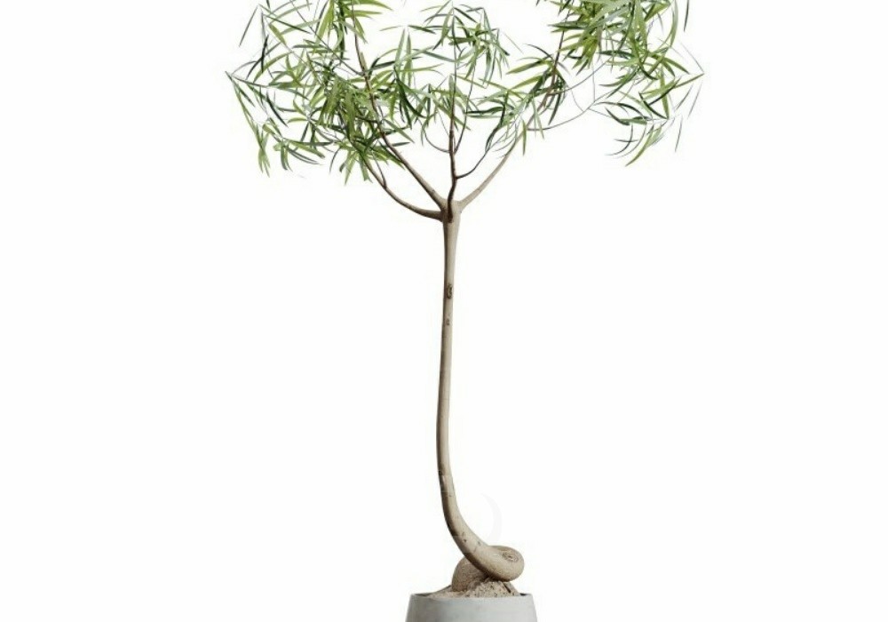 图片[1]-【3D模型】艺术造型绿植盆栽 3D 模型-PoseAe视频创意库