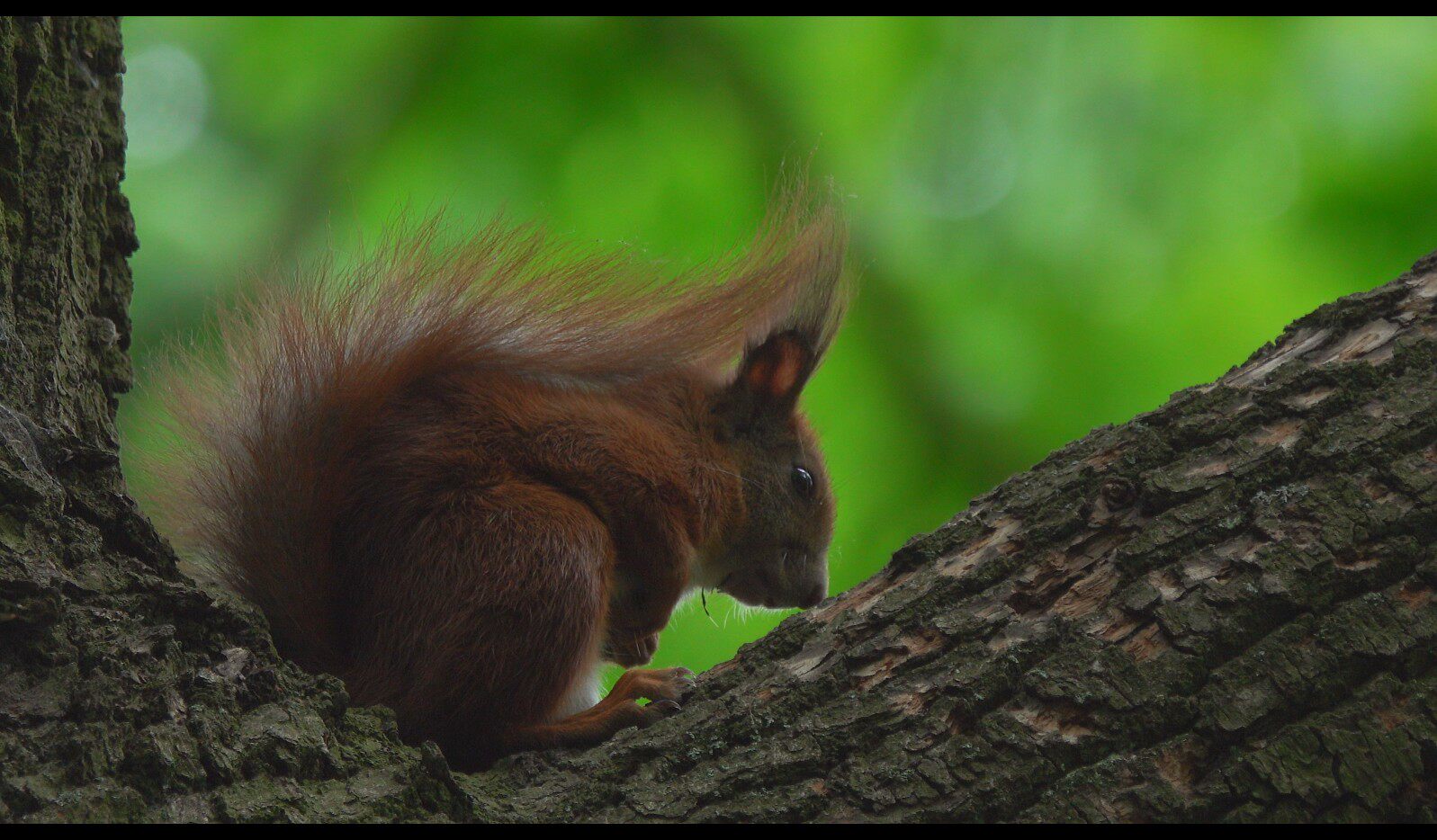 【实拍视频】树上的松鼠特写视频-PoseAe
