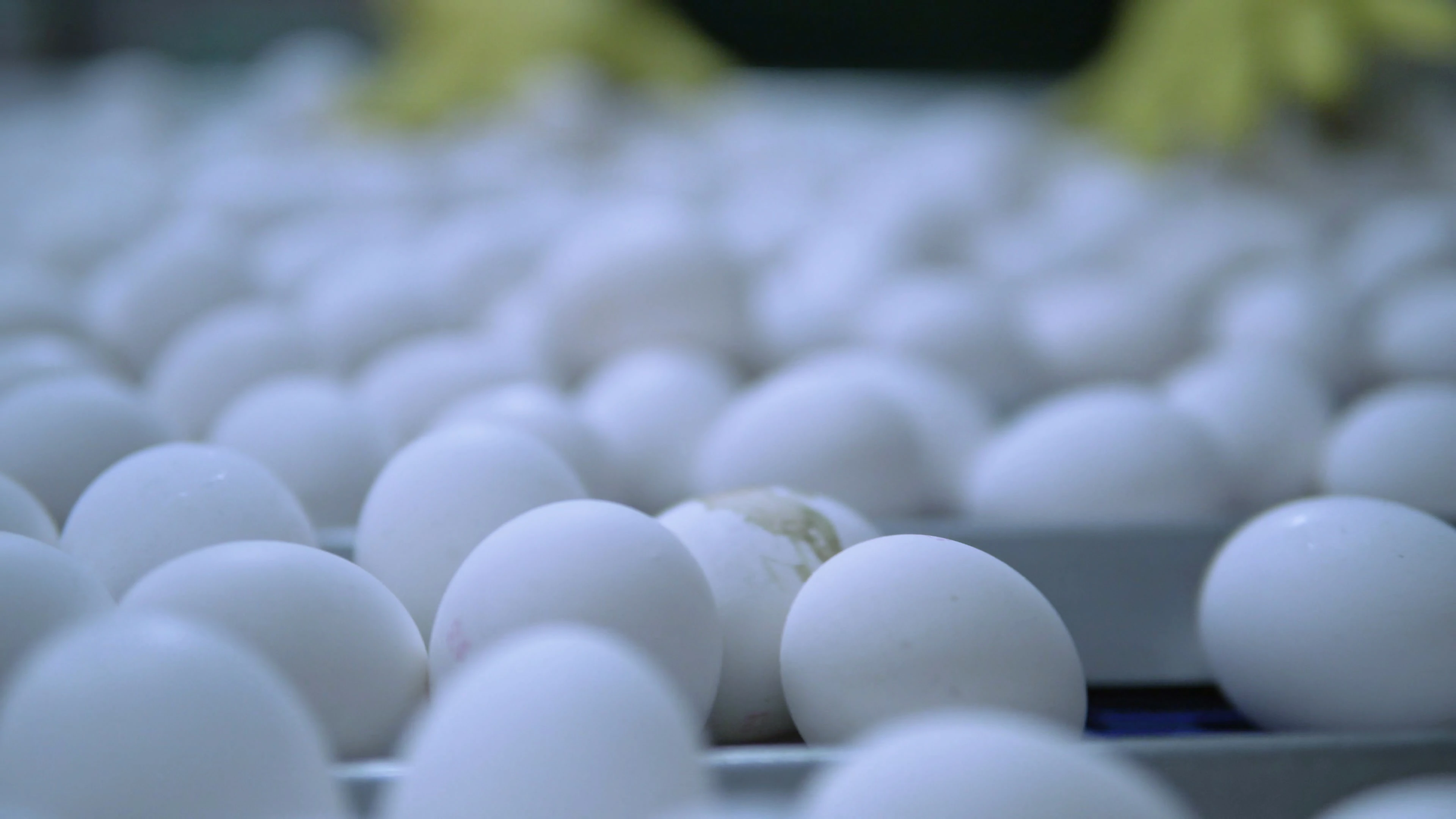 【实拍视频】鸡蛋生产线特写-PoseAe