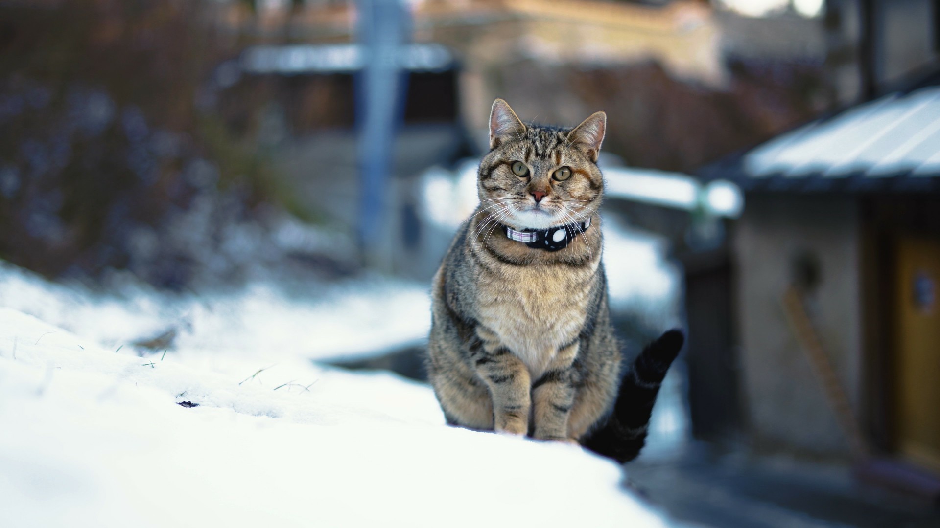 【实拍视频】雪中的猫咪-PoseAe