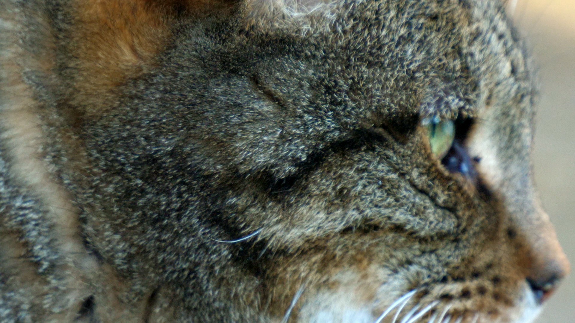 【实拍视频】虎斑狸花猫脸部大特写-PoseAe