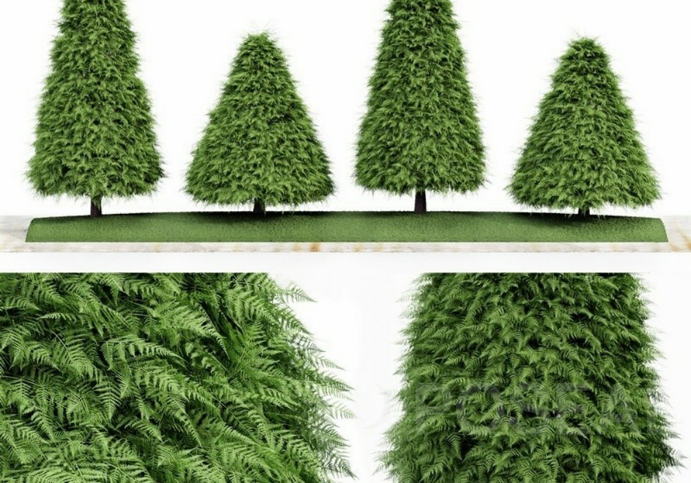 图片[1]-【3D模型】锥形树与蕨类绿植 3D 模型-PoseAe视频创意库