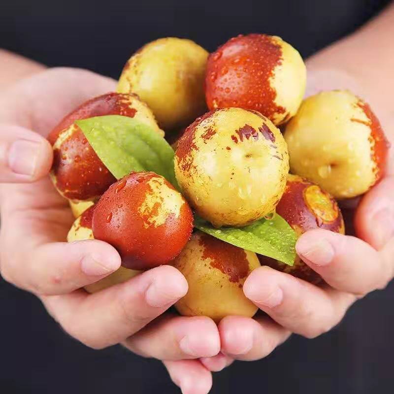 Winter jujube, fresh 5 kg jujube, crispy sweet jujube, seasonal fruit, full box Shandong Zhanhua Dongzao, fresh jujube, green date