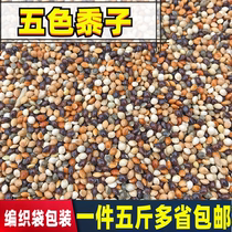 Small and medium-sized parrot bird food feed five-color millet tiger skin peony mysterious parrot green bird mixed grain Millet