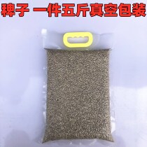 Grass seed Water Millet Wine Brewing Raw Grass Seed Birds Staple Foods MAN Bird Parrot Staple Foods 5 kg Vacuum