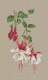 Stretch cross-stitch self-equipped DMC thread/R thread cross-stitchkit non-printing D0263TG3084-Wildflower Illustrated Book