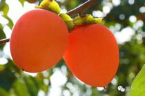 Fuping fresh pointed persimmons 30 hard to make persimmons soft to eat soft persimmons light persimmons 7-8 catties