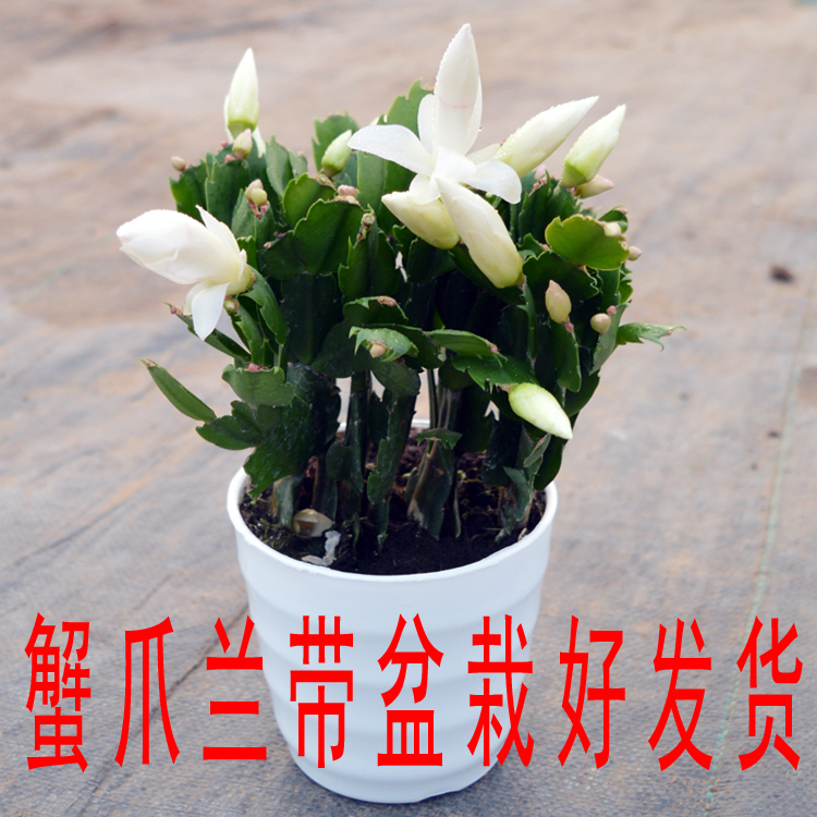 盆栽蟹爪兰花苗 客厅绿植盆栽花卉 蟹爪兰带根带花苞发货带花发货