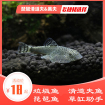 Pipa scavenger Double sucker Loach Violin Rock climbing Loach Algae removal fish Chinese suction Loach Native ornamental fish Live