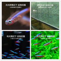 Pauline lampfish 10 pieces of fresh water tropical ornamental fish grass tank Brazil Pauline lampfish swimming fish package loss package compensation