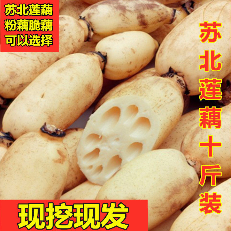 Fresh Farmhouse Lotus Root Powder Root Crisp Lotus Fresh Vegetables Lotus Root Stir-fried White Lotus Root 10 pounds packed freshly dug