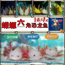 Hexagon dinosaur fish freshwater cold water fish goldfish feed ornamental fish live pet fish koi tropical fish small fish