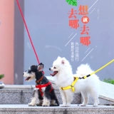 Собака для собак цепь плюшевые золотые волосы маленькие средние щенки щенка для собак веревочный ремень для питомца при снабжении воротник