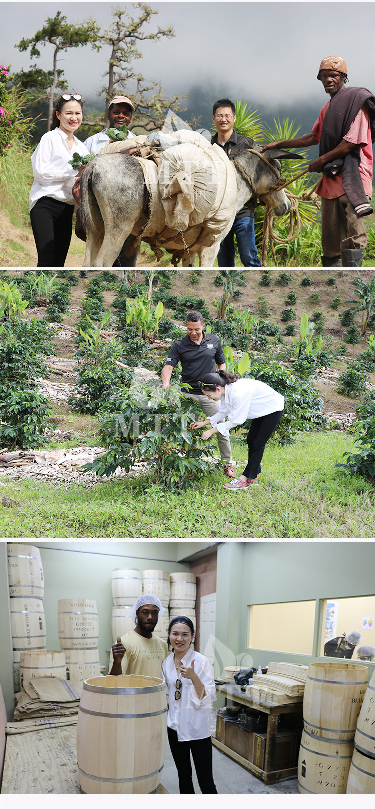 牙买加蓝山咖啡豆生豆G1咖啡豆