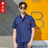 Тибетский цин Пинфлорд [короткий топ]