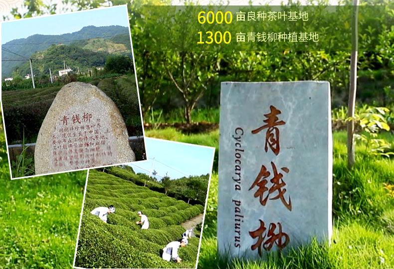 Mua 1 tặng 1 tiền miễn phí Qingshen trà xanh tiền Liu Jiang trà ba sức khỏe cao thực phẩm sức khỏe trà chính hãng điều chỉnh huyết áp viên uống chức năng