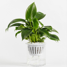 【爆款返场6.3元】多种盆栽绿植可选