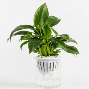 【爆款返场6.3元】多种盆栽绿植可选