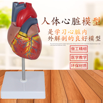 1: 1 Human Heart Anatomical Model B Supercolor Supercardiac Model Medicine Natural Great Heart Teaching