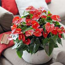 Season Blossom Red Palm red palm Potted plant Pink Palm Potted Roses Flowers Indoor Potted Flowers Indoor Potted water Palein to be well raised