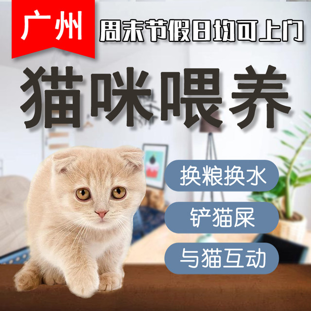 Guangzhou professional door-to-door cat feeding shovel feces pet holiday weekend service foster care instead of cat feeding promotion